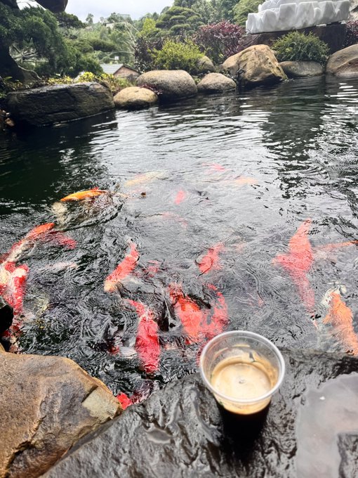 Several large red, orange, and white koi fish swim in a dark pond bordered by rocks and greenery, with a plastic cup of dark liquid resting on a ledge in the foreground.