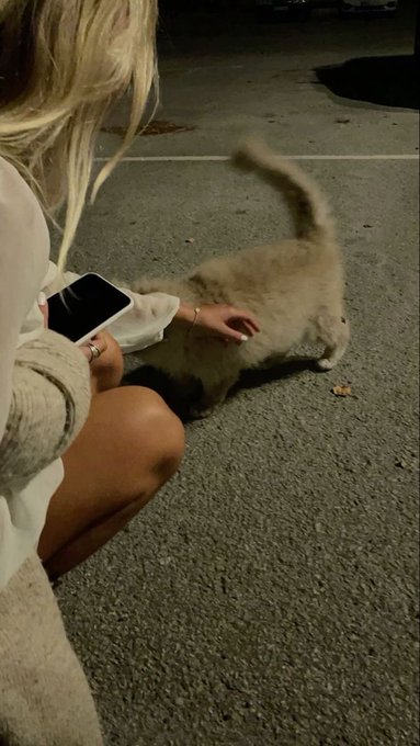 A blonde woman crouches down to pet a fluffy gray cat on a carpeted floor while holding a smartphone.