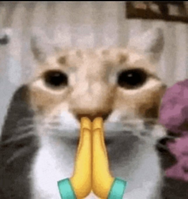 A blurry close-up of a sad-looking white and gray cat with digitally added praying hands, used ironically to beg @blknoiz06 for $ANSEM token digits after previously insulting them.