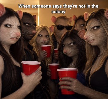 A meme image showing multiple people with cat face filters holding red plastic cups, captioned 'When someone says they're not in the colony'.