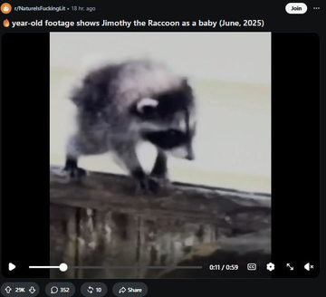 A screenshot from an X post showing vintage baby footage of "Timothy the Raccoon" (June 2025) from @TheBatmanFuckingLit, captioned "year-old footage shows Timothy the Raccoon as a baby (June, 2025)." The clip shows a small raccoon on what appears to be a ledge, tying into the post's hype around the viral $JIMOTHY meme coin, which the user compares to the earlier $PUNCH trend and notes was even mentioned by the White House.