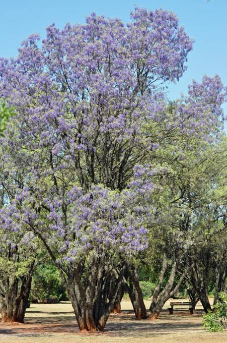 A large jacaranda tree in full bloom with vibrant purple flowers stands in a park-like setting under a clear blue sky, with a picnic table visible in the background.