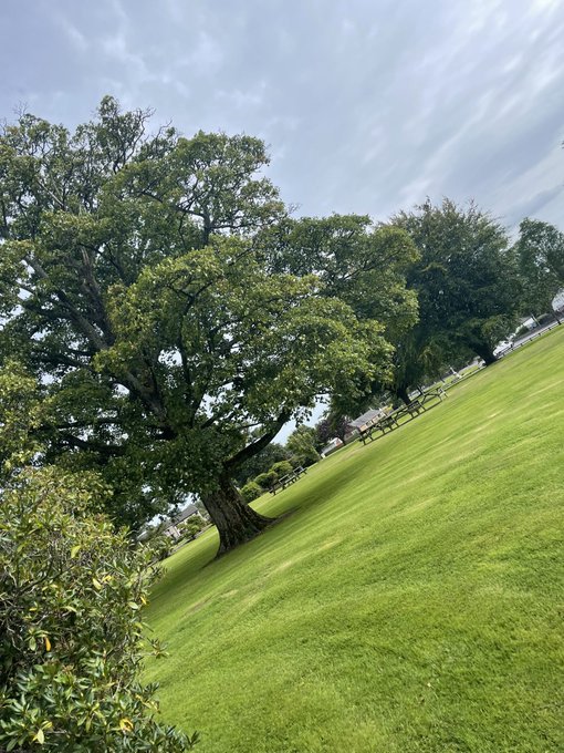 Tilted-angle photograph of a large mature tree with sprawling branches standing in a lush green park with benches and houses visible in the background under a cloudy sky.