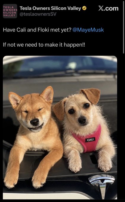 A tweet from Tesla Owners Silicon Valley (@teslaownersSV) asking 'Have Cali and Floki met yet? @MayeMusk / If not we need to make it happen!!' showing a photo of two dogs, a Shiba Inu and a scruffy dog wearing a pink 'CALI' harness, sitting on a car.