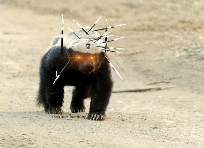 A honey badger with glowing red eyes has porcupine quills stuck all over its face and back as it stands on sandy ground, credited to Owen Slater Photography.