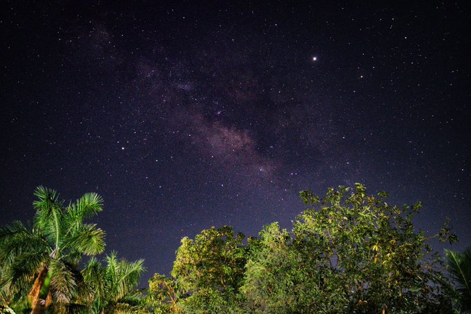 A nighttime landscape photograph showing a starry sky with the Milky Way visible, framed by silhouettes of palm trees and leafy vegetation in the foreground.