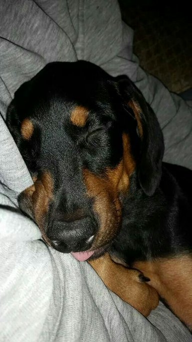 A close-up photo of a sleeping black and tan puppy, possibly a Doberman or Rottweiler mix, resting its head on a gray blanket.