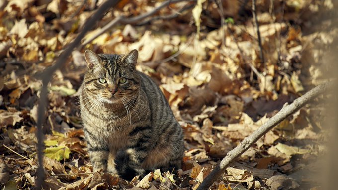 A tabby cat with green eyes sits alert on a forest floor covered in dry autumn leaves, looking directly at the camera.