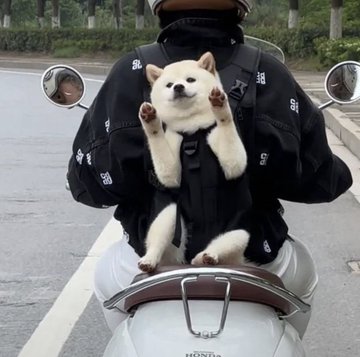 A Shiba Inu sits on the lap of a person on a Honda scooter, appearing to fan them with both paws, matching the post's playful "fan service" caption. The scooter and rider's rear view are visible, with the dog looking directly at the camera in a charmingly posed moment.