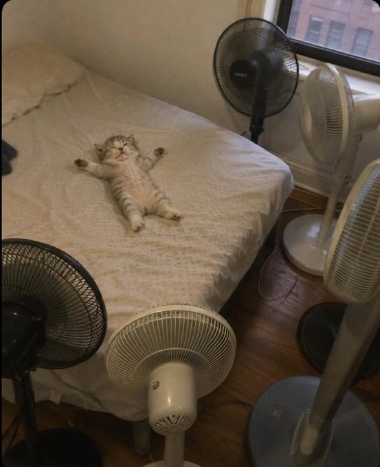 A tabby cat lies on its back on a bed, sprawled out comfortably and surrounded by at least four oscillating fans of various sizes positioned around the mattress.