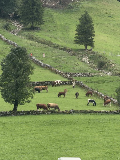 A pastoral scene with brown and white horses and cows grazing in a green field enclosed by stone walls, with two small figures walking in the background.
