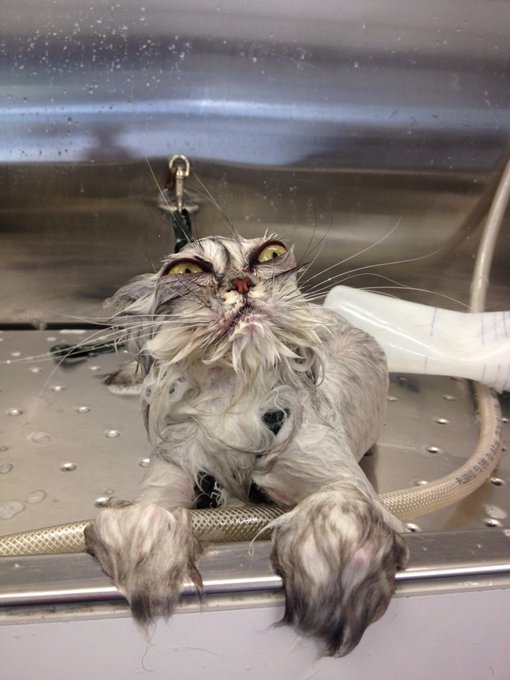 A wet, scraggly gray cat with matted fur sits in a stainless steel bathing tub, gripping a spray hose with its paws and giving an unimpressed side-eye. The caption fits perfectly—the disheveled, washed-out feline embodies the "washed" comeback, looking like a scrappy outsider muttering "mfers in the top 1000 wish they could be me" with pure feral energy.