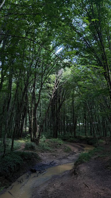 A lush green forest with a small muddy stream flowing through it and sunlight filtering through the dense canopy of trees.