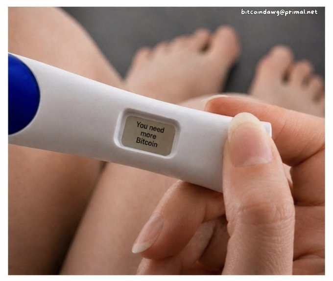 A meme image shows a digital pregnancy test displaying 'You need more Bitcoin' in the screen, with an email address 'bitcoindawg@primal.net' in the top right corner.