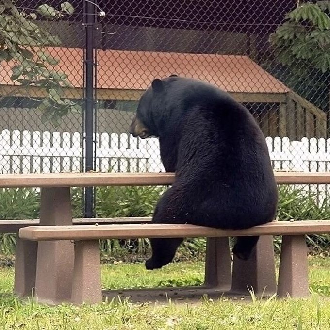 A large black bear sits upright on a wooden picnic bench inside an enclosure, with a chain-link fence and small structure visible in the background.