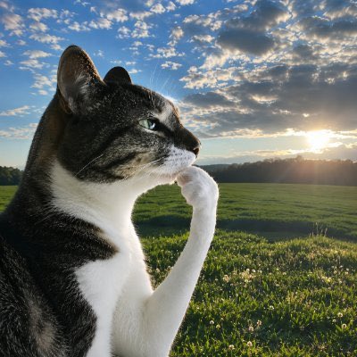 A tabby and white cat sits in a contemplative pose at sunset, gazing thoughtfully toward the horizon over an open field. The image evokes a sense of unwavering focus and determination, mirroring the post's message about steadfast bullish conviction outlasting bearish doubt.