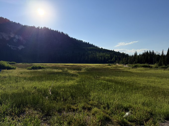 A sunlit green meadow stretches toward a mountain ridge covered in evergreen trees under a bright blue sky.