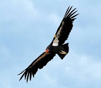 A California condor with a tracking device on its back soars with wings fully spread against a pale blue sky.
