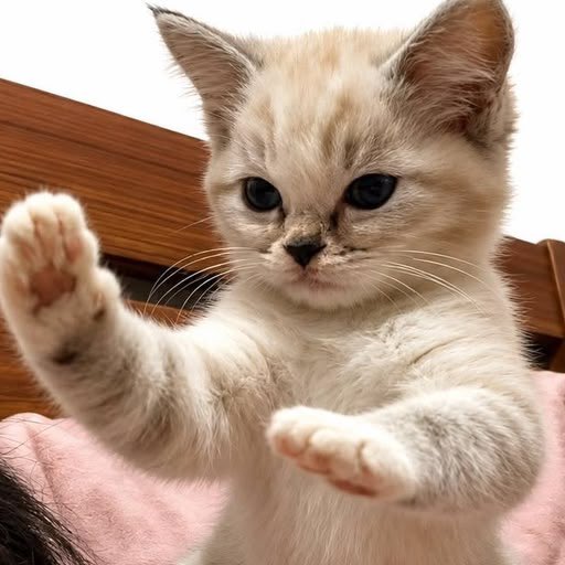 A cream-colored kitten with bright blue eyes reaches its paw forward, as if grabbing viewers' attention to draw them to the crypto promotional post urging them not to sell $FU before Chinese investors wake up and the token flips $CAKE.