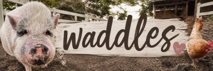 The image features a close-up of a pink pig on the left and a chicken on the right, with a wooden sign in the center displaying the name "waddles" in cursive script, decorated with small heart illustrations. This serves as the banner image for the Solana token $waddles, playfully tying the name "waddles" to the pig's namesake waddling walk.