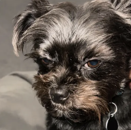 A close-up portrait of a small black and grey dog with shaggy fur, looking slightly downward with a calm expression, wearing a collar with tags.