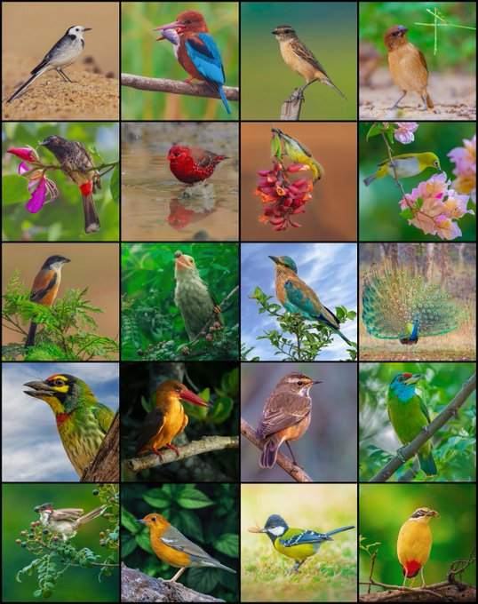 A colorful collage grid displaying 20 different bird species, including a peacock with its feathers fanned out, perched on branches or near flowers in various natural settings.