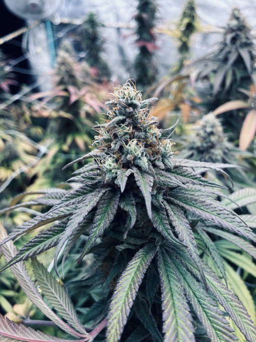 A close-up photograph of a mature cannabis plant with a large flowering bud surrounded by serrated leaves in an indoor growing environment.
