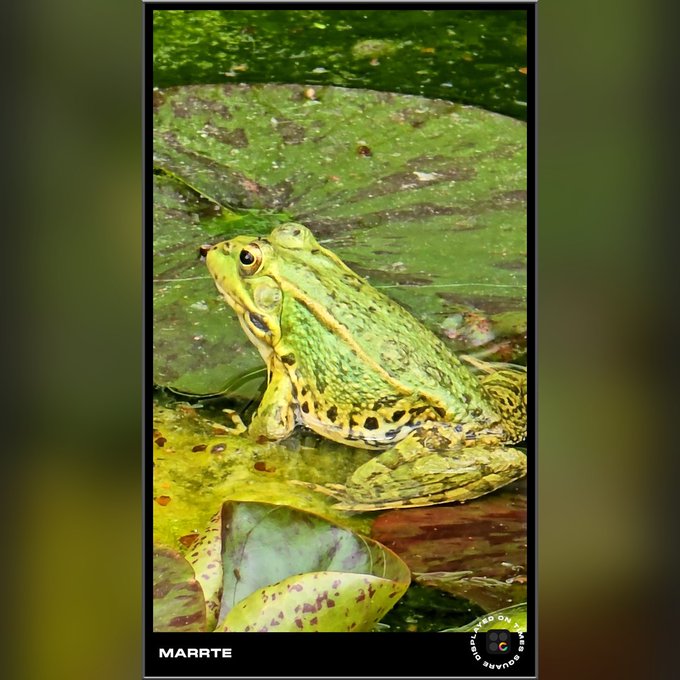 Polaroid-style photo of a green frog sitting on a lily pad in a pond, labeled 'MARRTE' with a 'SHOT ON ONEPLUS' watermark.