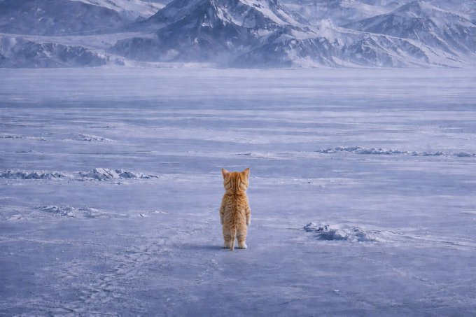 An orange tabby cat viewed from behind, standing alone on a vast expanse of snow and ice while gazing toward distant snow-capped mountains.
