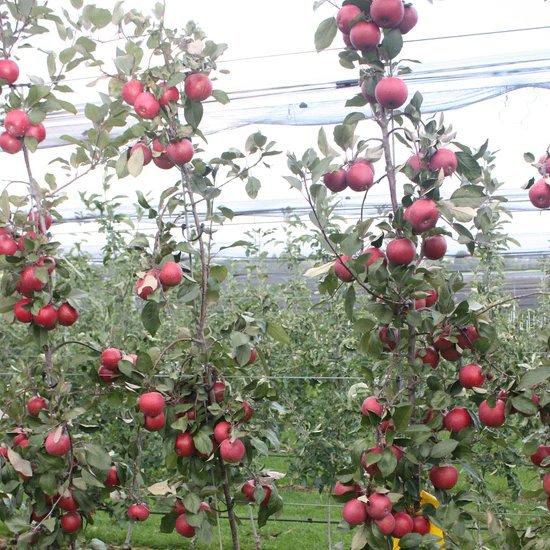 The image shows a large tree filled with red apples, likely from an apple orchard. The tree has many branches covered in leaves, indicating that it's well-maintained. In the background, there are other trees visible, suggesting that this is part of a larger orchard. The post about IOTA x.com/TWINGlobalOrg/ seems to be related to the apple orchard, possibly discussing the company's involvement in agriculture or providing information on the orchard itself.