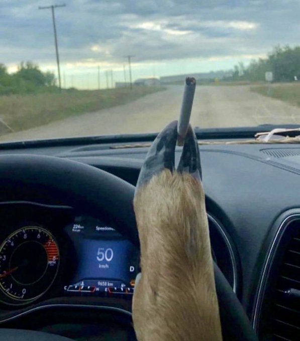 A dog's paw on a steering wheel while driving on a rural road, with the dashboard showing 50 km/h speed and 9458 km mileage.