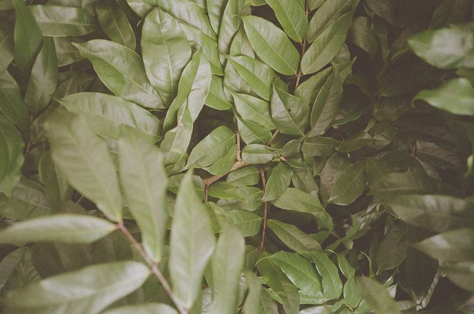 A close-up photograph of lush green leaves filling the entire frame.