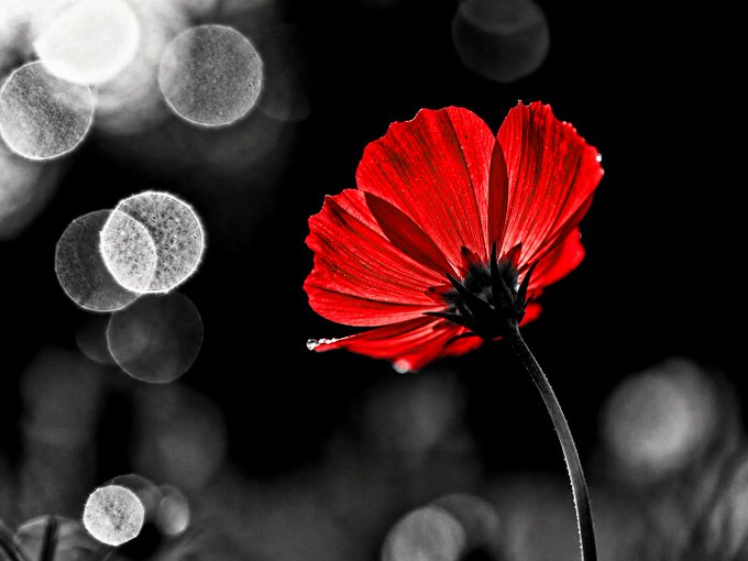A striking selective-color photograph of a bright red poppy flower set against a black background with bokeh light effects on the left side.