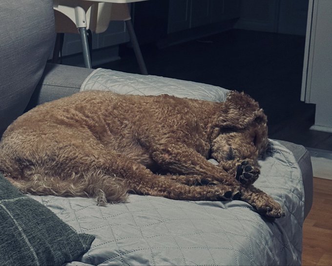 A brown curly-haired dog curled up sleeping on a gray quilted blanket on a couch.