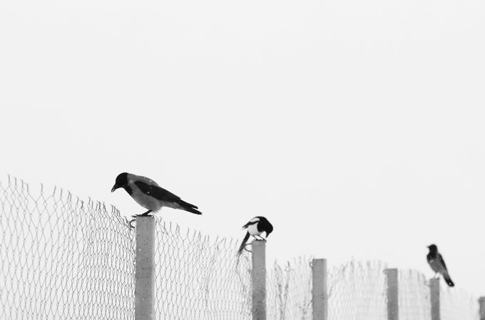 A black and white photograph showing three birds perched on top of posts supporting a chain-link fence against a bright white sky.