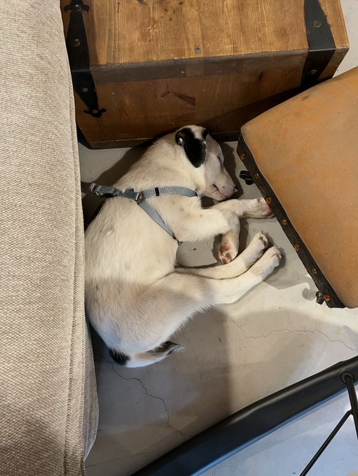 A black and white dog wearing a harness sleeping curled up on the floor next to a wooden chest and leather ottoman.