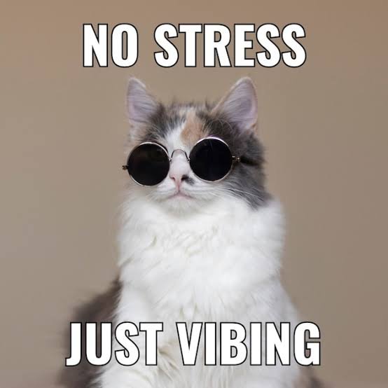 Meme image of a calico kitten wearing round black sunglasses, captioned 'NO STRESS' at the top and 'JUST VIBING' at the bottom.