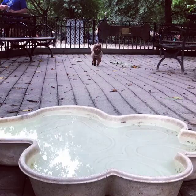 The image features a small dog standing next to a large white bowl filled with water, which appears to be a pool or pond for dogs. The dog seems to be enjoying itself as it drinks from the water. In the background, there are two benches where people can sit and relax while watching the dog. A person is sitting on one of these benches, possibly observing the scene. Additionally, there's another bench in the distance that could also be used by other park visitors. The post about the $BERT holders entering the staking pools seems to be related to a dog-related event or gathering taking place at this location.