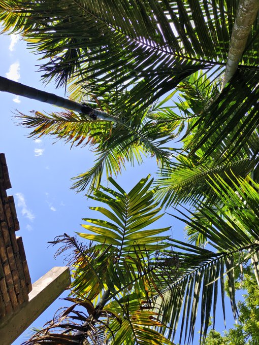 A view looking up at green palm tree fronds against a bright blue sky with scattered clouds, with a glimpse of a tiled roof on the left.