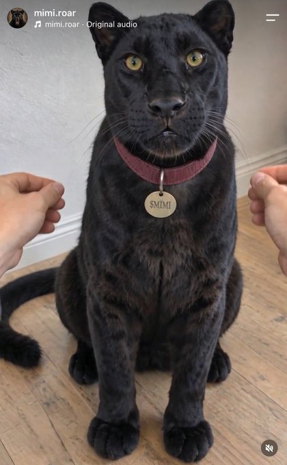 A screenshot of an Instagram reel from 'mimi.roar' showing a black panther-like cat wearing a red collar with an 'SMIMI' tag, sitting on a wooden floor between a person's clenched fists.