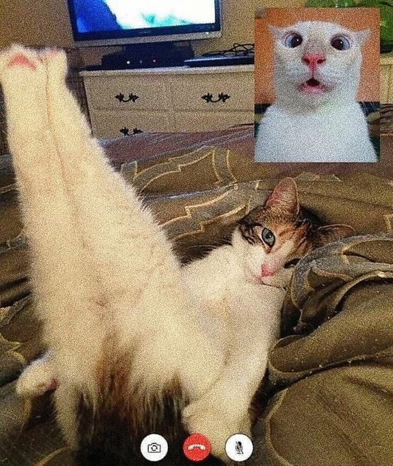A playful video call screenshot showing a cat stretched out vertically on a bed in the main view, with an inset image of another surprised-looking white cat in the corner.