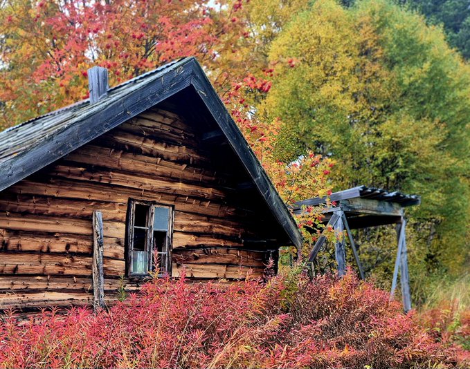An old weathered wooden cabin with a dark roof sits among vibrant red and green autumn foliage, with a small wooden structure visible to the right.