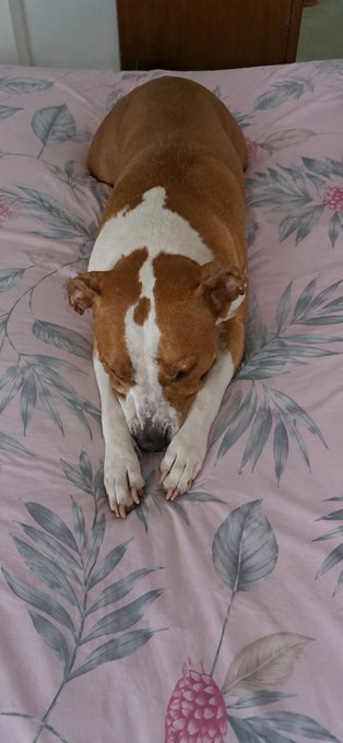 A brown and white dog lying curled up with its head down on a pink floral-patterned bedspread.