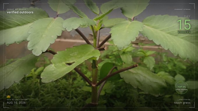 A gamified plant identification interface showing a green leafy plant with overlay text 'Day 15' streak, 'TOP 5% SHEAR TROUGHS', 'verified outdoors', and date 'AUG 10, 2026'.