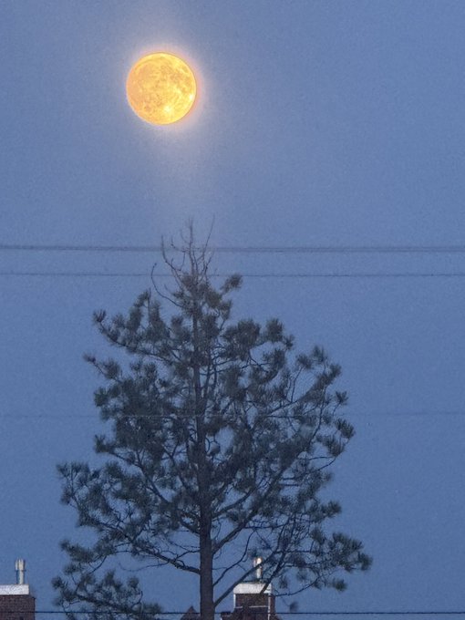 A large, bright full moon glowing in a twilight blue sky above the dark silhouette of a pine tree.