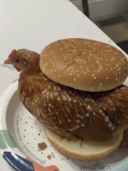 A chicken sits on top of a sesame seed bun on a paper plate, humorously positioned as if it were a hamburger patty.