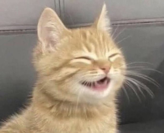 A grinning orange tabby cat with squinted eyes and an open mouth sits on a couch, looking smugly amused—perfectly capturing the "I told you so" mood as the market rebounds to range highs despite recent bearish predictions.