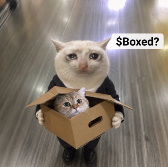 A Crying Cat meme image showing a sad cat holding a cardboard box containing a kitten, with a speech bubble reading '$Boxed?'.
