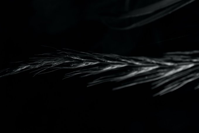 A dark, close-up image showing fine, hair-like fibers or strands illuminated against a black background.