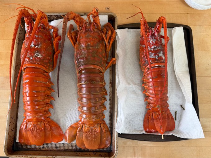 Three cooked red lobsters are displayed on trays lined with paper towels on a wooden surface, with two on a baking sheet and one on a separate dark tray.